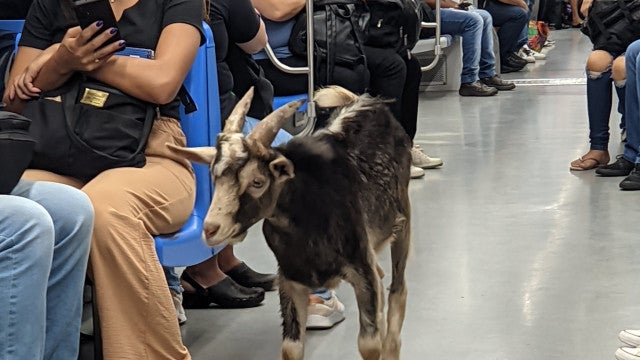 Um bode andando de trem? Sim, é possível e aconteceu em São Paulo