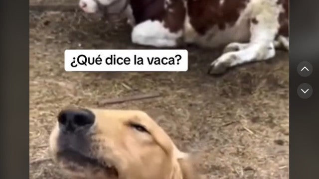 Cão viraliza por saber mugir como uma vaca; assista o vídeo