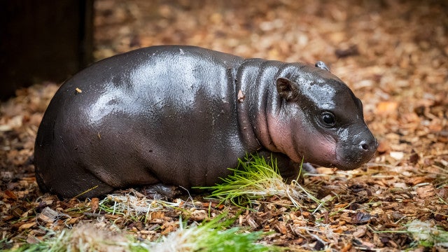 Raro hipopótamo pigmeu nasceu em zoo checo. Veja a 1.ª sessão fotográfica