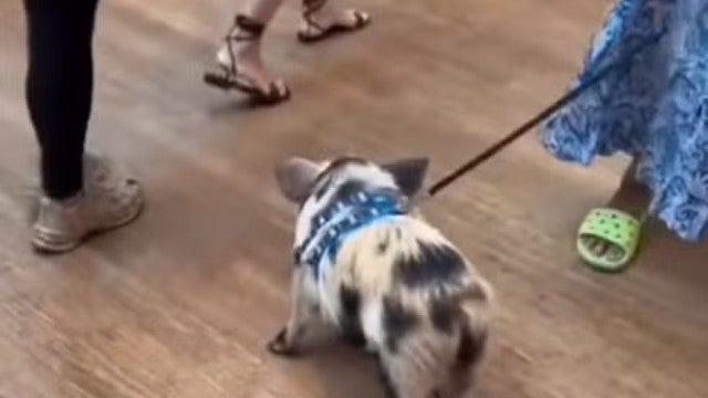 Mini porco deixa rastro de sujeira em loja da Apple no Rio; veja