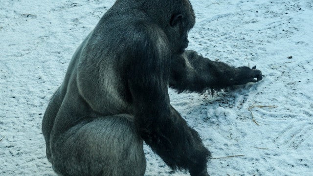 Gorila brinca na neve e encanta internautas; assista