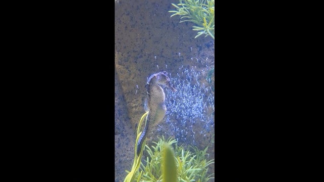 Cavalo-marinho dá à luz mais de 300 filhotes; veja as imagens