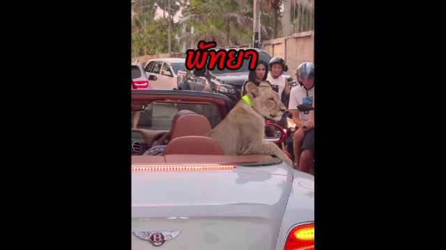 Mulher é detida por carregar leão de estimação em carro na Tailândia