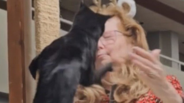 Gato põe as ‘garras de fora’ e esbofeteia júri no Arizona; veja o vídeo