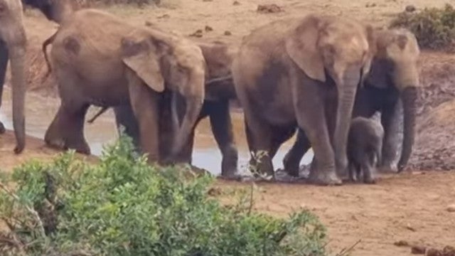 Elefante bebê cai em ‘armadilha’ lamacenta e é salvo pela família; veja