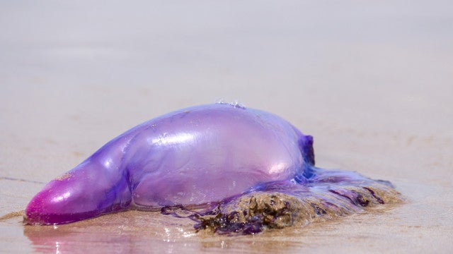 Caravelas-portuguesas com tentáculos ‘gigantes’ aparecem no litoral; veja os cuidados