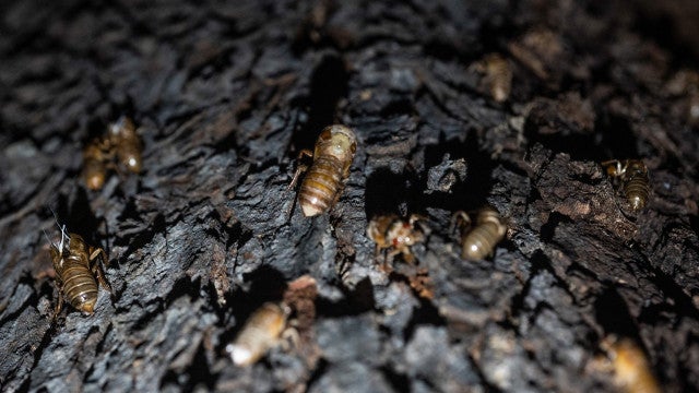 Fenômeno raro: Cientistas alertam para "apocalipse das cigarras" nos EUA