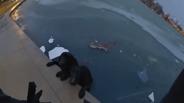 Policial salva dois labradores presos em lago de gelo; veja o momento