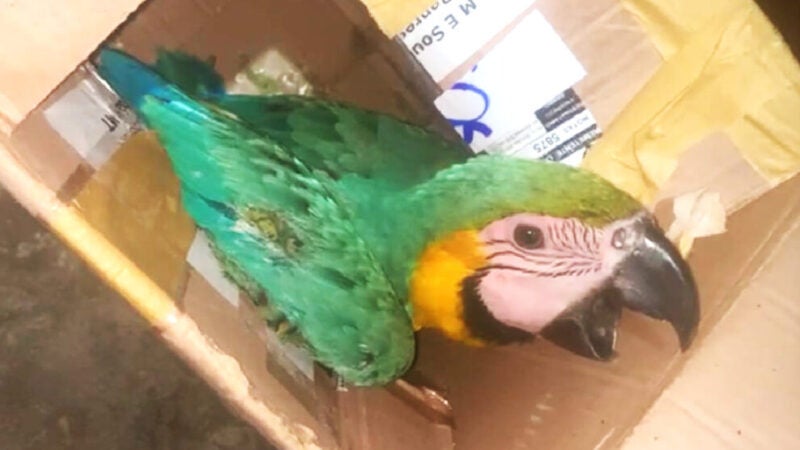 Filhote de arara é resgatado em Guarantã do Norte após cair de ninho