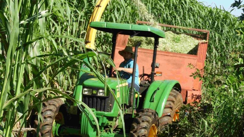 Produção de volumoso com Sorgão Gigante será destaque em dia de campo em Goiás