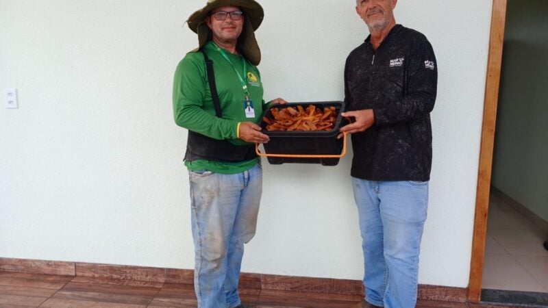 COOPERADO FAZ DOAÇÃO DE 1.000 SEMENTES DE MOGNO AO VIVEIRO DA COOGAVEPE