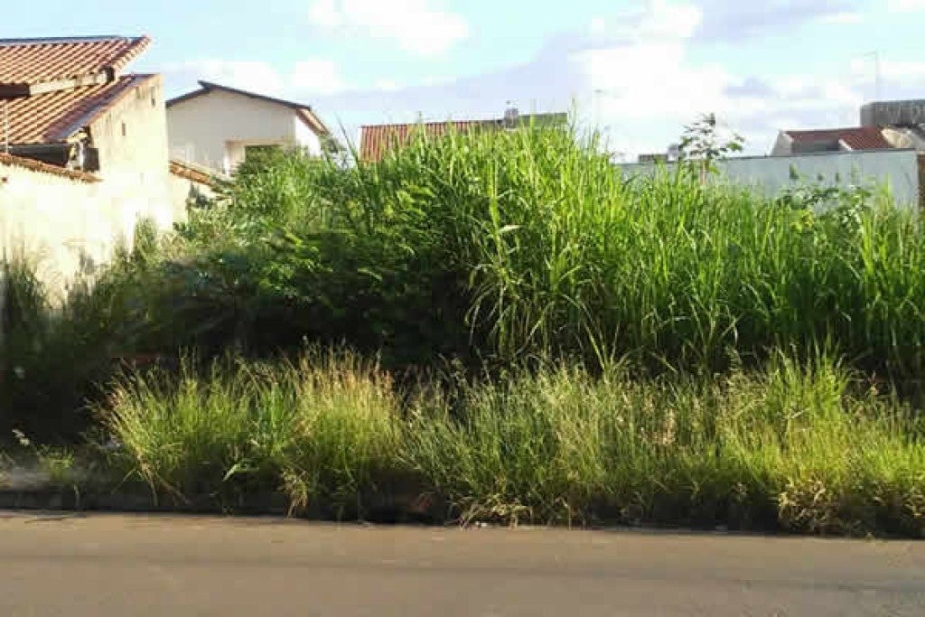 Proprietários de imóveis tem prazo de 30 dias para fazer a limpeza