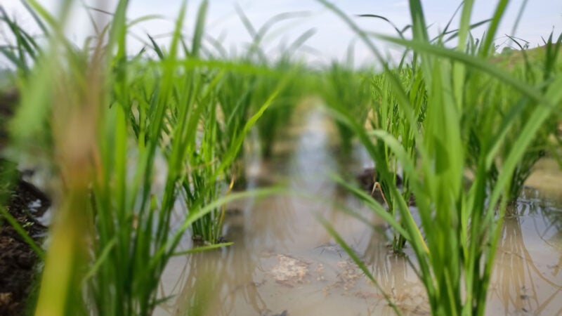 FMC participa da 34ª Abertura Oficial da Colheita do Arroz e Grãos em Terras Baixas