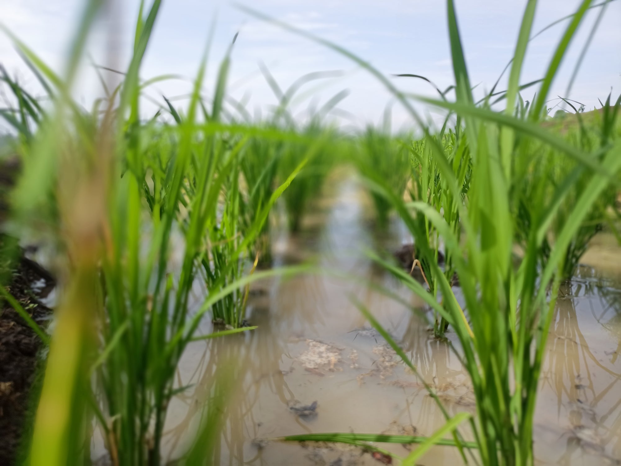 FMC participa da 34ª Abertura Oficial da Colheita do Arroz e Grãos em Terras Baixas