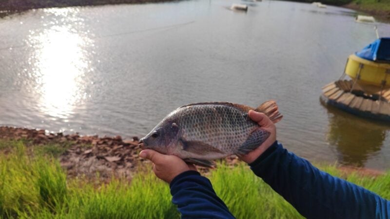 Chegada de pescados importados ameaçam a tilapicultura brasileira