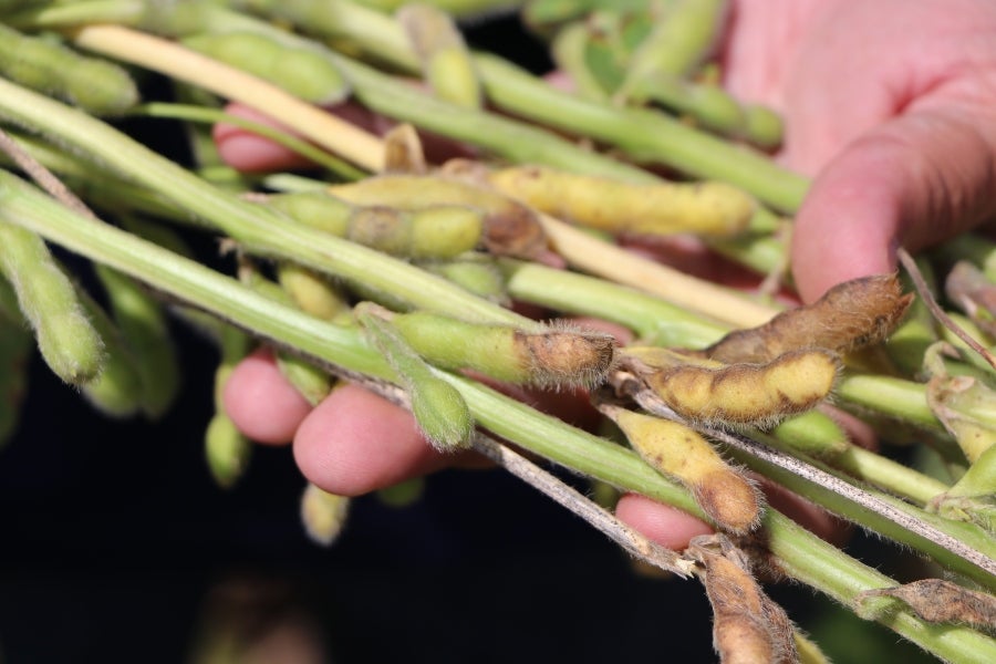 Publicação traz resultados de testes de cultivares e época de semeadura para podridão da soja