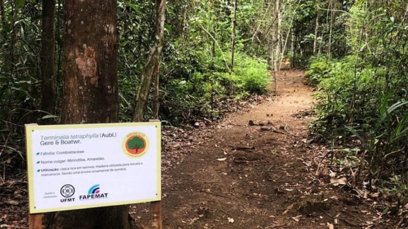 Sinop: professores e alunos da UFMT atuam em manejo e preservação de ‘matinha’ em campus