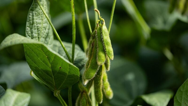 Chuvas podem interferir nas operações de colheita e favorecer a evolução de doenças, diz agrometeorologista