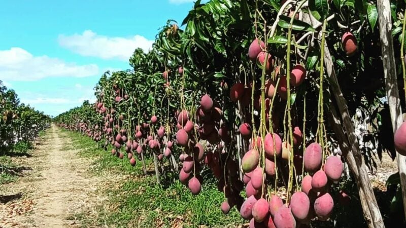 Potencial da agricultura brasileira desperta interesse e gera oportunidades aos indianos