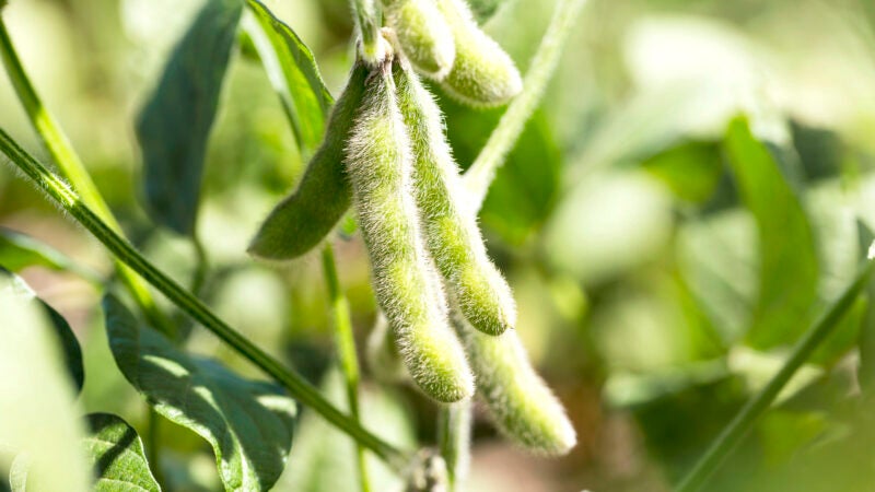 Com previsão de margens apertadas, assertividade é a palavra da vez no campo
