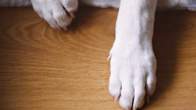 Cachorro é encontrado a 960km de casa após quatro anos desaparecido