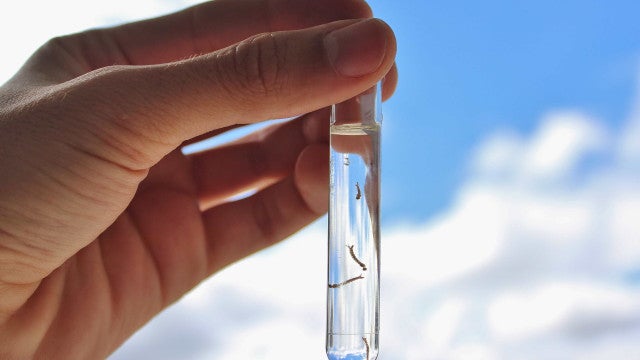 Governo do Rio de Janeiro decreta epidemia de dengue