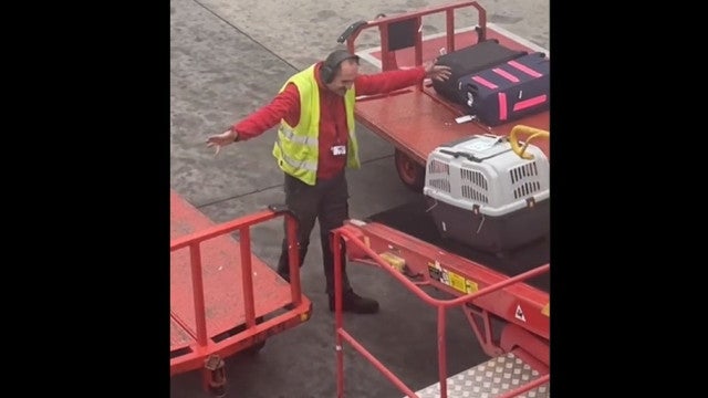 Recepção a cão no aeroporto de Madrid deixa dona do animal emocionada