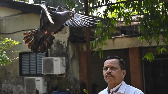 Índia liberta pombo acusado de ser ‘espião chinês’ após 8 meses ‘detido’