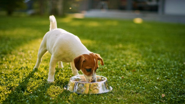Potes de água dos pets precisam ser higienizados para evitar dengue