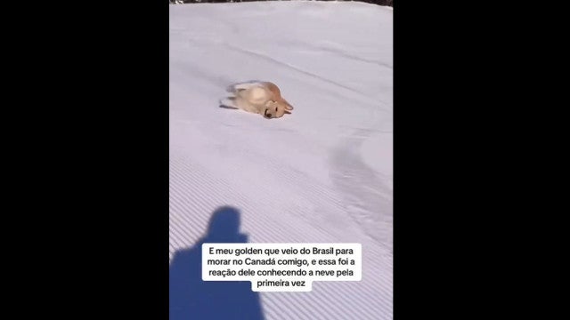 Cão vê neve pela primeira vez e a reação é hilária; veja as imagens