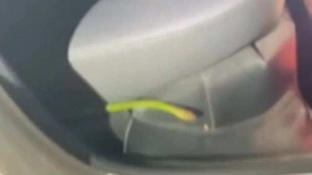 Casal viaja com 170 quilômetros com cobra “escondida” em carro