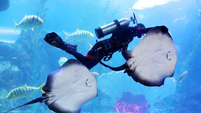 "Não temos macho". Gravidez de arraia choca aquário nos EUA