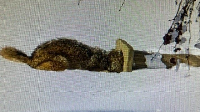 Coiote é resgatada após ficar com a cabeça presa em estátua