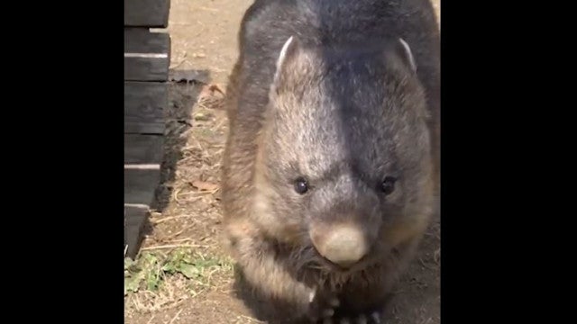 Vombate de 34 anos que vive no Japão é o mais velho da espécie no mundo