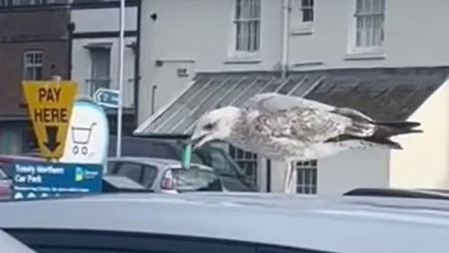 Gaivota é flagrada ‘relaxando’ com cigarro eletrônico no bico; veja