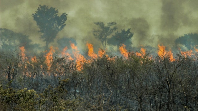 Amazônia bate recorde de focos de incêndio para o mês de fevereiro