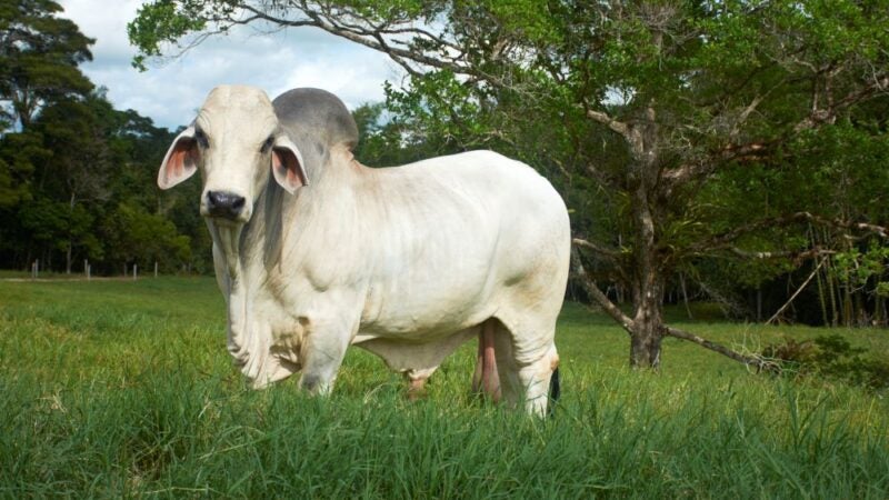 Imac leva informação sobre o Programa de Reinserção e Monitoramento para Acrimat em Ação 2024