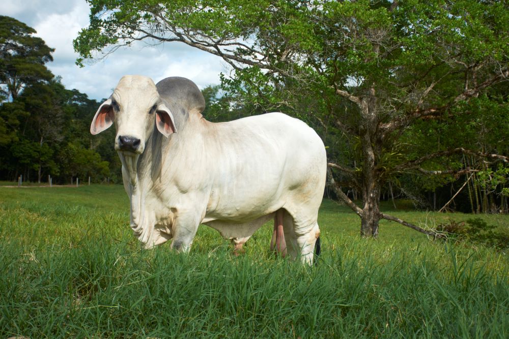 Imac leva informação sobre o Programa de Reinserção e Monitoramento para Acrimat em Ação 2024