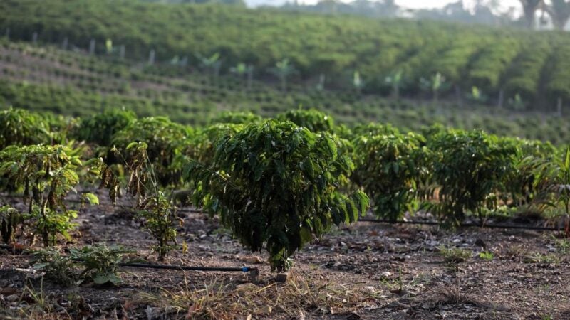 300 mil mudas de café produzidas em parceria entre Governo de MT são distribuídas a municípios