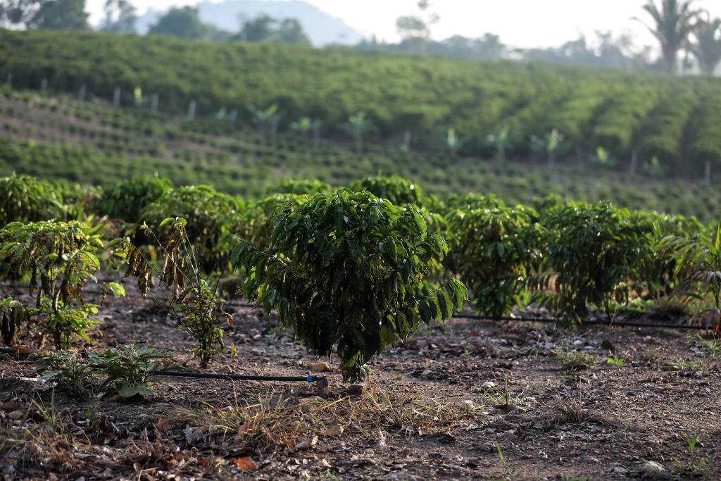 300 mil mudas de café produzidas em parceria entre Governo de MT são distribuídas a municípios