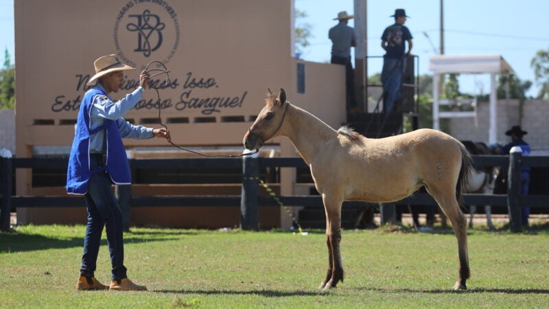 11ª Edição da Semana do Cavalo tem shows nacionais com entrada gratuita