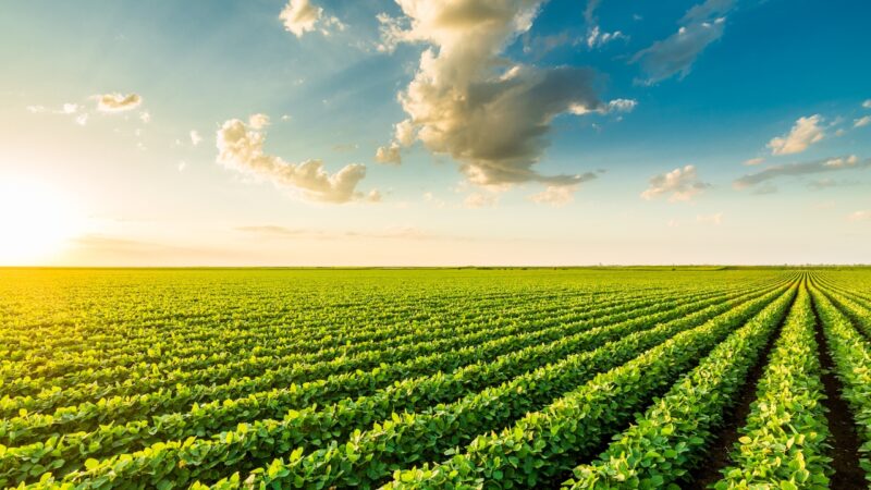 Agronegócio brasileiro precisa se adaptar à nova realidade do mercado