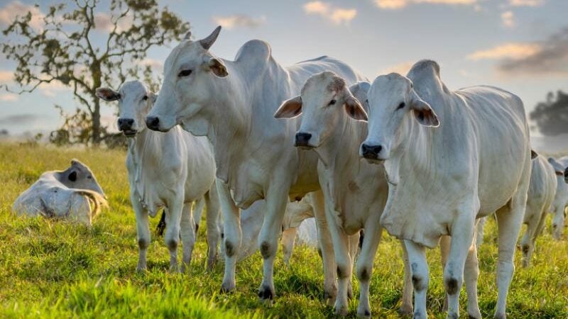 Portaria do Mapa reconhece nacionalmente 16 estados e o Distrito Federal como áreas livres de febre aftosa sem vacinação