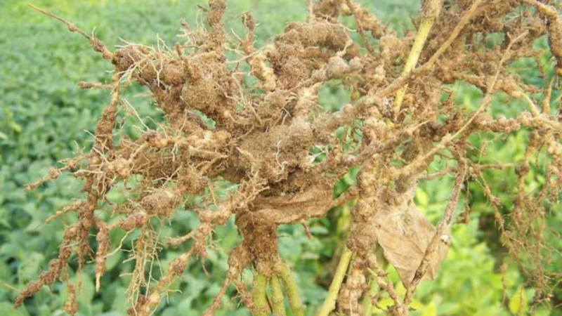 Produtores rurais podem contar com soluções genéticas para reduzir a proliferação de nematoides nas lavouras de soja ocasionada pelo El Niño