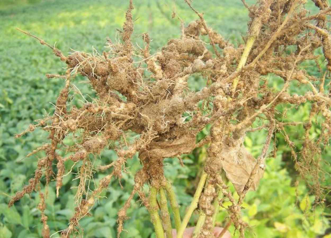 Produtores rurais podem contar com soluções genéticas para reduzir a proliferação de nematoides nas lavouras de soja ocasionada pelo El Niño
