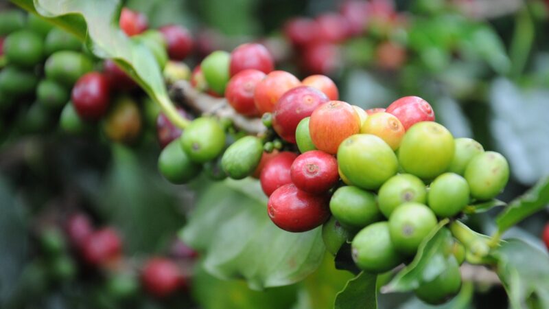 Lançamento ajuda a elevar a produtividade e eficiência nos cafezais