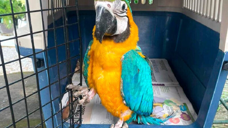 Sema resgata cateto e arara em Guarantã do Norte