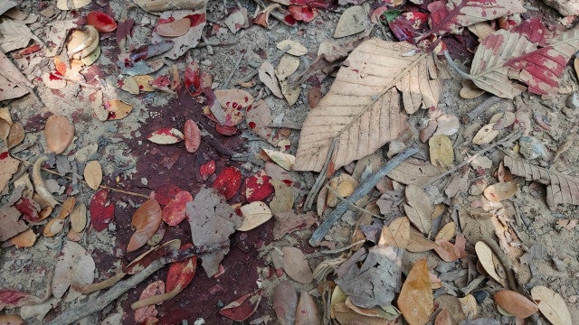 Ministério da Saúde diz que governo do AM é responsável por caso de indígena encontrado morto