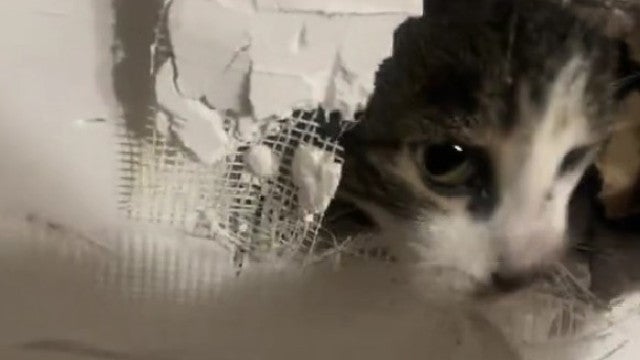 Gatinho fica preso atrás de parede após obras em casa; veja o resgate