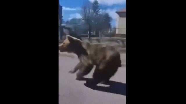 Ataques de urso na Eslováquia faz um morto e deixa 2 feridos; veja